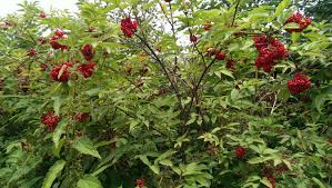 Attēlu rezultāti vaicājumam “Sambucus racemosa”