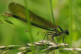 Attēlu rezultāti vaicājumam “Calopteryx splendens”