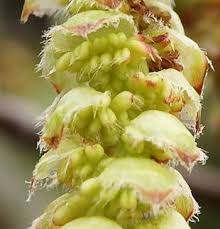 Attēlu rezultāti vaicājumam “Carpinus betulus male flower”