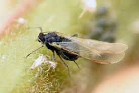 Attēlu rezultāti vaicājumam “Aphis farinosa”