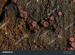 Attēlu rezultāti vaicājumam “Ascocoryne cylichnium”