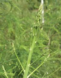 Attēlu rezultāti vaicājumam “Asparagus officinalis”