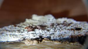 Attēlu rezultāti vaicājumam “Metatrichia vesparia spores”