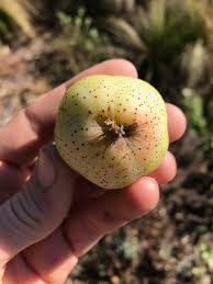 Attēlu rezultāti vaicājumam “Sorbus intermedia fruit”