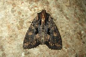 Attēlu rezultāti vaicājumam “Mniotype satura”