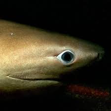 Image result for Hexanchus griseus