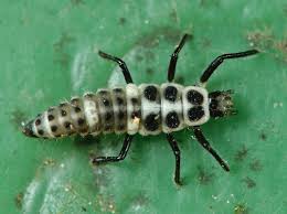 Attēlu rezultāti vaicājumam “Calvia decemguttata larva”