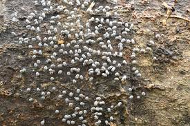 Attēlu rezultāti vaicājumam “Physarum compressum”