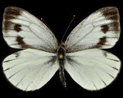 Attēlu rezultāti vaicājumam “Pieris napi male”