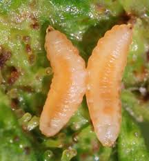 Attēlu rezultāti vaicājumam “Cystiphora sanguinea larva”