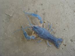 Attēlu rezultāti vaicājumam “Astacus leptodactylus”