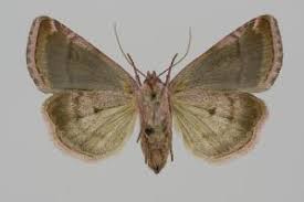 Attēlu rezultāti vaicājumam “Eucarta virgo”