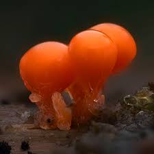 Attēlu rezultāti vaicājumam “Hemitrichia decipiens”