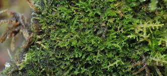 Attēlu rezultāti vaicājumam “Barbilophozia lycopodioides macro”