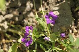 Image result for Legousia speculum-veneris