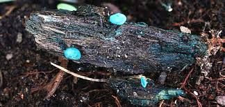 Attēlu rezultāti vaicājumam “Cribraria intricata young”