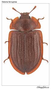 Attēlu rezultāti vaicājumam “Ostoma ferruginea”