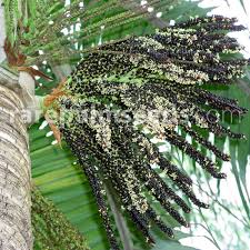 Attēlu rezultāti vaicājumam “Diderma montanum var. album macro”