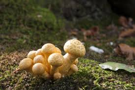 Attēlu rezultāti vaicājumam “Pholiota squarrosa”