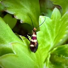 Attēlu rezultāti vaicājumam “Micropterix aureatella”