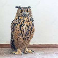 Attēlu rezultāti vaicājumam “Bubo bubo”
