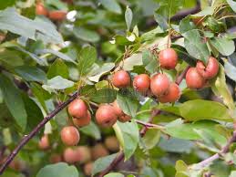 Attēlu rezultāti vaicājumam “Malus sylvestris”