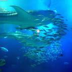 Whale Shark Rhincodon typus (Smith, 1828) Regnum:Animalia Phylum|:Chordata - via Daymix
