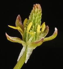 Attēlu rezultāti vaicājumam “Myosurus minimus flower”