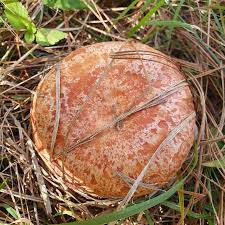 Attēlu rezultāti vaicājumam “Lactarius deliciosus”