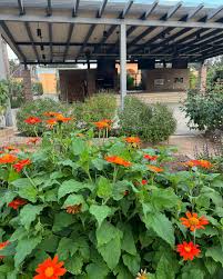 Image result for Tithonia rotundifolia