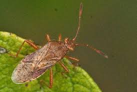 Attēlu rezultāti vaicājumam “Rhopalus maculatus”