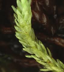 Attēlu rezultāti vaicājumam “Straminergon stramineum”