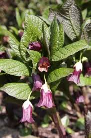 Attēlu rezultāti vaicājumam “Scopolia carniolica”