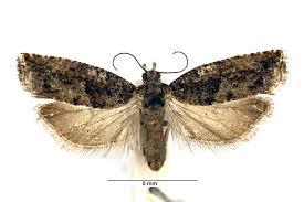 Attēlu rezultāti vaicājumam “Epinotia immundana”