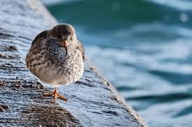Attēlu rezultāti vaicājumam “Calidris maritima adult”