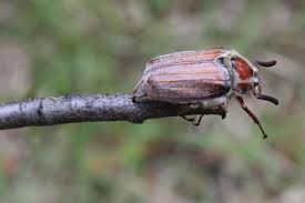 Attēlu rezultāti vaicājumam “Melolontha melolontha imago”