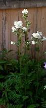 Image result for Polemonium coeruleum album