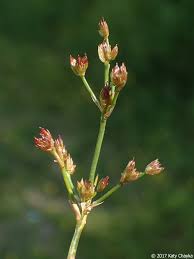 Attēlu rezultāti vaicājumam “Juncus articulatus”