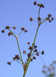 Attēlu rezultāti vaicājumam “Juncus conglomeratus fruit”