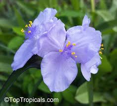 Attēlu rezultāti vaicājumam “Tradescantia virginiana flower”