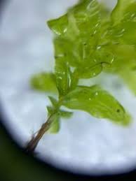 Attēlu rezultāti vaicājumam “Bryales”