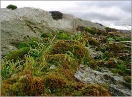 Attēlu rezultāti vaicājumam “Bryales”