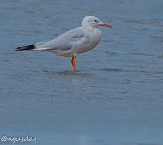 Image result for Chroicocephalus genei