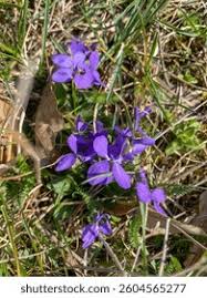 Attēlu rezultāti vaicājumam “Viola hirta”