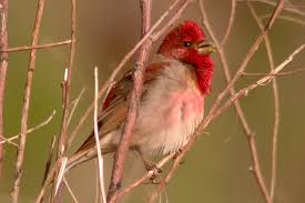 Attēlu rezultāti vaicājumam “Carpodacus erythrinus”