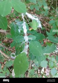 Attēlu rezultāti vaicājumam “Prociphilus xylostei”