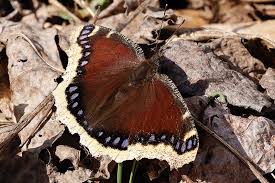 Attēlu rezultāti vaicājumam “Nymphalis antiopa upperside”