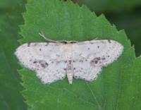 Attēlu rezultāti vaicājumam “Idaea dimidiata”