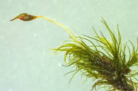 Attēlu rezultāti vaicājumam “Dicranella heteromalla”