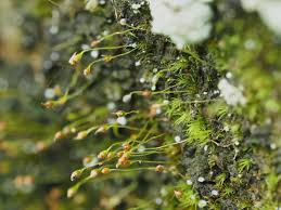 Attēlu rezultāti vaicājumam “Seligeria donniana”